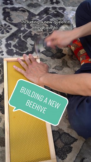 Building a New Beehive: Learn to DIY Your Beehive with These Tips