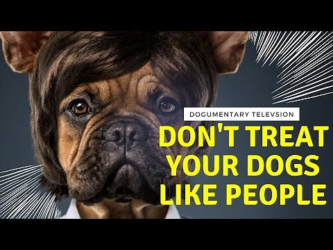 5 ways treating your dog like a human can backfire