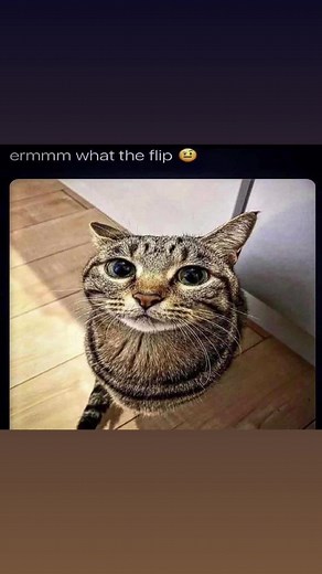 Morgan (@asceticsepsis)’s videos with Future Breed Machine - Meshuggah