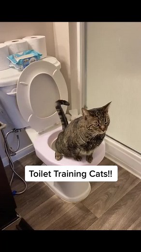 Toilet Training Cats: A Step-by-Step Guide