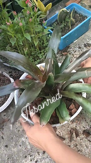 The story of the migration of three species of Bromeliads. #plants #ornamentalplants #bromeliads | Iksan Red