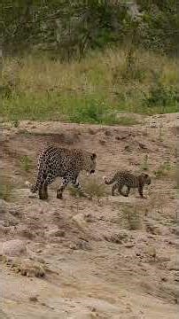 lion attack baby leopard #lion#leopard #babyleopard