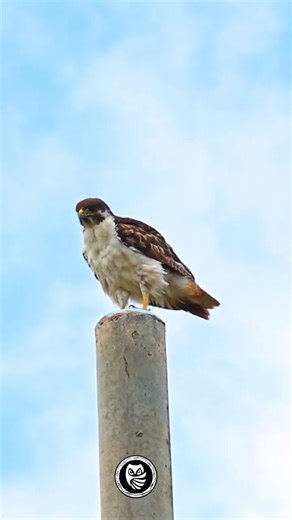 This Buzzard Saw Something WE Didn’t… Watch the Shocking Takeoff!