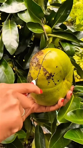 Fruit Cutting Techniques in the USA