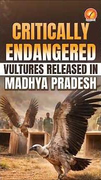 After Near Extinction, Rare Indian Vultures Return