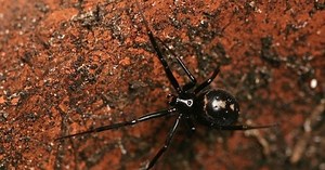 These spiders will be invading your home soon - and they all bite