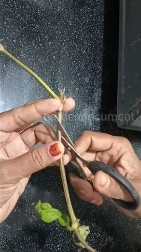 How to grow plants from cuttings l #youtubeshorts l #gardening l #gardendocument