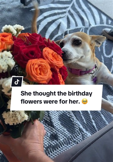 Last year, Bella thought the birthday flowers Daddy brought me were for her. 😂💐 This year, Seth brought me another bouquet, and Bella came over to admire them again. But this time, she looks like she’s thanking Daddy for the pretty flowers. 🥹❤️ I think we’ve officially started a birthday tradition. Although I’m pretty sure Bella expects her own bouquet now, too. 🥰🐾 #HereComesBella #BellaTheDog #DogPersonality #BirthdayFlowers #DogLovers