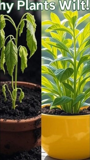 ✨Why Plants Wilt and How to Save Them