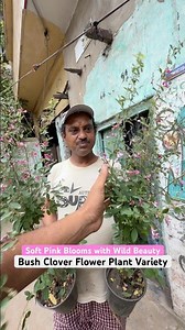 Soft Pink Blooms with Wild Beauty 🌸 Bush Clover Magic