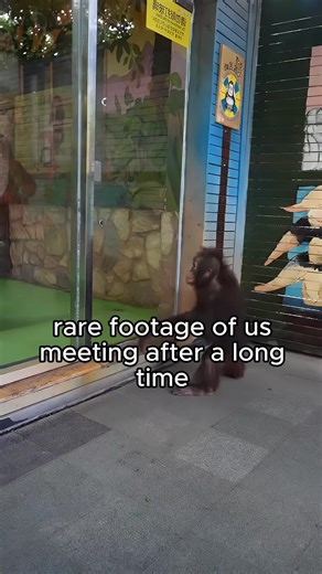 rare footage of us meeting after a long time #wild #animal #funny #wildlife #monkey #meme