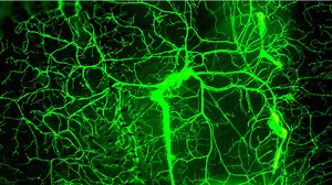 Distinctive brain pattern helps habits form