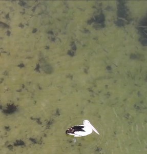 Croc of a flathead. Glad the big pelican was there for size reference. She would have to be over 90cm.... Shoalhaven area. #trapmanaustralia #flathead #pelican #australia # | Trapman Australia