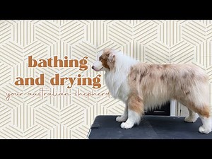 Bathing and drying your Australian Shepherd | Flambo the dog