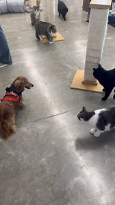 11K views · 2.2K reactions | The Furballs met a new friend today! A volunteers adorable cat friendly wiener dog, Goldie. They wondered what this weird looking cat was?! #dog #dogslife #catscatscats #catlovers #furballs #catscatscats #dogs #howmuchisthatdoggyinthewindow #weinerdog #adorable #furballfarmcatsanctuary | Furball Farm Cat Sanctuary | Facebook