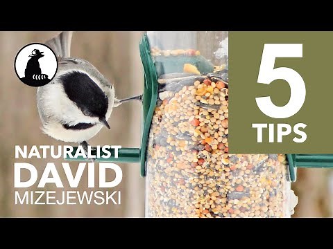 5 Tips To Bird Feeding