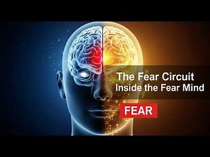 How Your Brain Handles Fear The Science Behind Anxiety & Survival