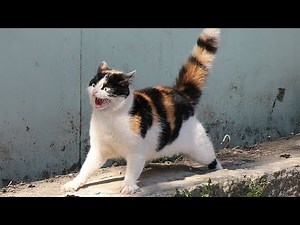 The Most DRAMATIC Cats Ever 😹 Cats Freaking Out Over Nothing!