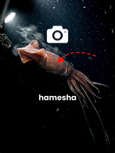 Scientists Spent Decades Looking for This Sea Monster