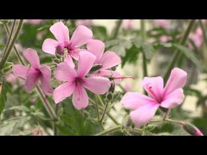 Spanish Paradise: Gardens of the Alhambra