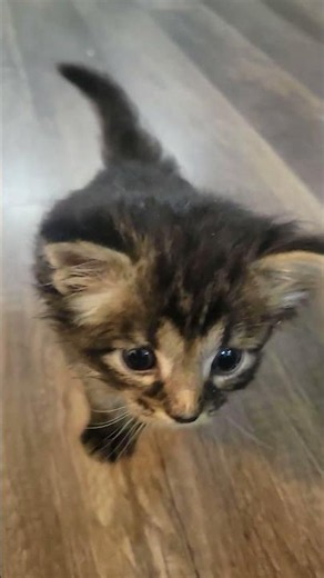 Kitten Adoption Story #kitten #kittenrescue #cat #adoptstrays #adorable #kitty #love