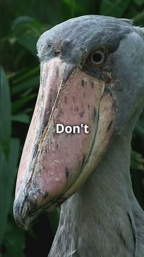 A Living And Breathing DINOSAUR | The Bird That Sound Like A MACHINE GUN | Shoe Bill Stork