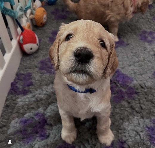Yes, I know this sounds crazy but you really have to give puppy Pilates a go !! It’s incredible 🐶🧘 #puppypilates #groodlesaustralia #groodlesaustralia #goldendoodle #groodlepuppy