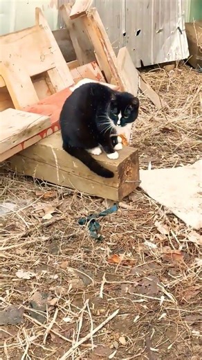 kitty cat kitty siblings hear dog barks & Gracy grooms #catstory #catscatscats #catslife #dogbark