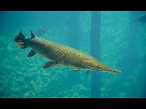 Blue Springs State Park snorkeling with hundreds of alligator gar