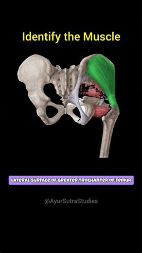 Did you Know this MUSCLE of Gluteal Region #shorts