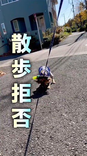 Too bad💦 He refuses to go for walks💦 #rescuedog