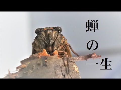 蝉の一生