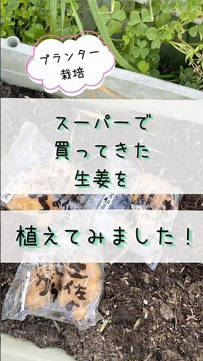 スーパーで買ってきた生姜植えました！！#家庭菜園 #再生栽培 #生姜