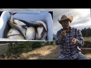 How To Setup For Shad Fishing