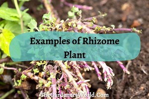 5 Awe-inspiring Rhizome Plant Examples From Around The World - The Gardeners World