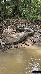 8.9M views · 53K reactions | When the giant anaconda snake chooses the wrong prey  #anaconda #amazon #nature #porcupine #sucuri #gigante | Rudi Guntara | Facebook