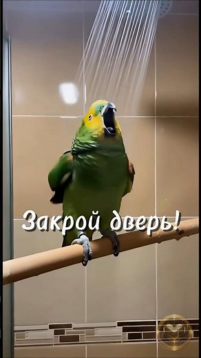 The parrot is enjoying himself in the shower 😂🛁 Kesha is yelling "close the door!"