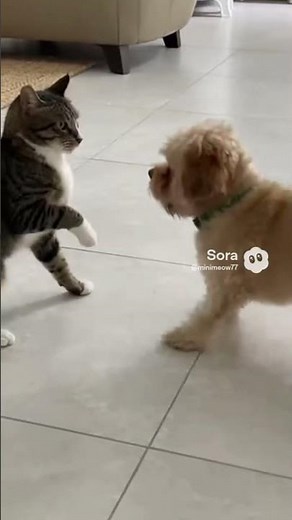 Cat Slaps Dog First… Dog’s One Move Shocks Everyone 😳🐱🐶 #cat #memes #shorts