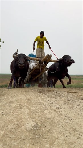 The buffalo cart, a fast-moving vehicle capable of climbing difficult terrain, reminds us of the ...
