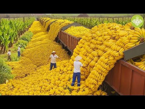 Modern Agriculture Machines on Another Level – Farmers Reap Millions Tons in Massive Harvests