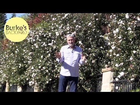 Burke's Backyard, Sasanqua Camellia Hedge