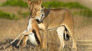 Lion fails to attack dear 👉👉 Join us to get more information: Animals Life | Natural Animals