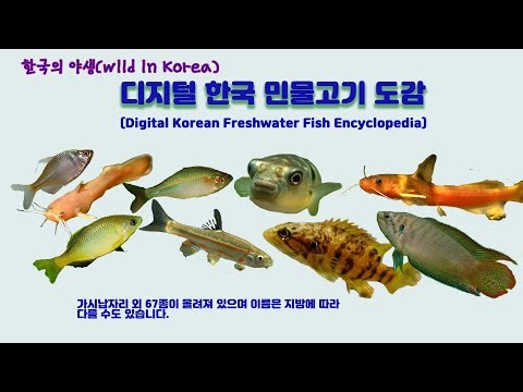 디지털 민물고기 도감 #민물고기 #물고기