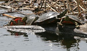 Western Painted Turtle