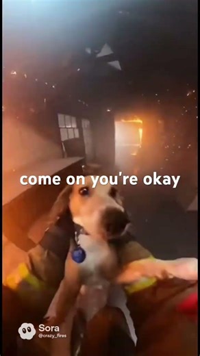 Firefighters pov of saving Rusty from a dangerous fire