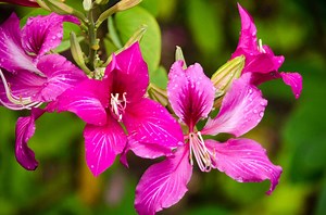 This Rare Orchid Flower Sold for More Than a Lamborghini