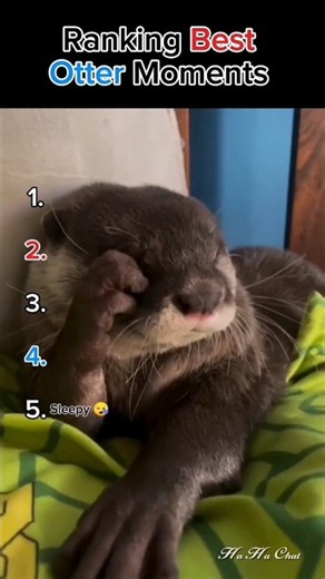 Ranking Best Otter Moments 😂🤣