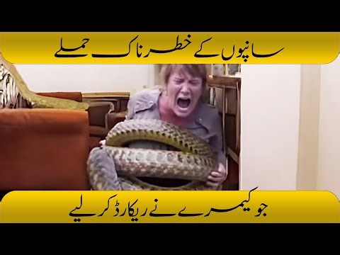 5 DEADLIEST Snake Encounters Caught On Camera (Terrifying Footage)