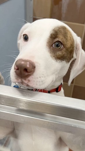 You’ve heard about our Adoption Special… but we thought you’d like to see just a few of the many adorable, adoptable animals who qualify! 🐾💙 ✨ 50% OFF Adoption Fees for all dogs & cats 4 months and older! ✨ At North Shore Animal League America, every adoption is a story of hope, love, and second chances. And right now, it’s a GREAT time to meet your new best friend. 📅 August 27 – 31 📍 Port Washington, NY 🕙 Open Wednesday - Sunday, 10 AM - 6 PM Whether you’re looking for a playful pup, a snu