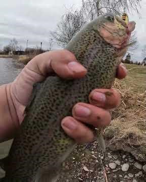 Catching a Trout on a Spinner #fishing #troutfishing #spinnerfishing #mepps #pondfishing #trout